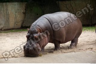 Hippo 0064